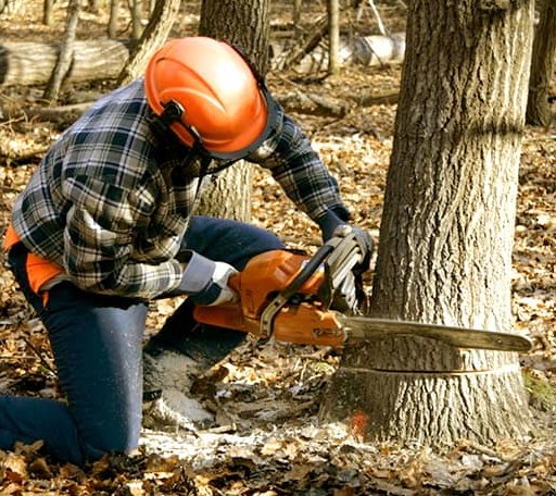 Tree Removal in Oktaha, OK